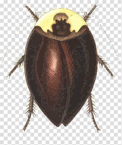 Cockroach Dung beetle Dictyoptera Pterygota Phasmids, cockroach transparent background PNG clipart