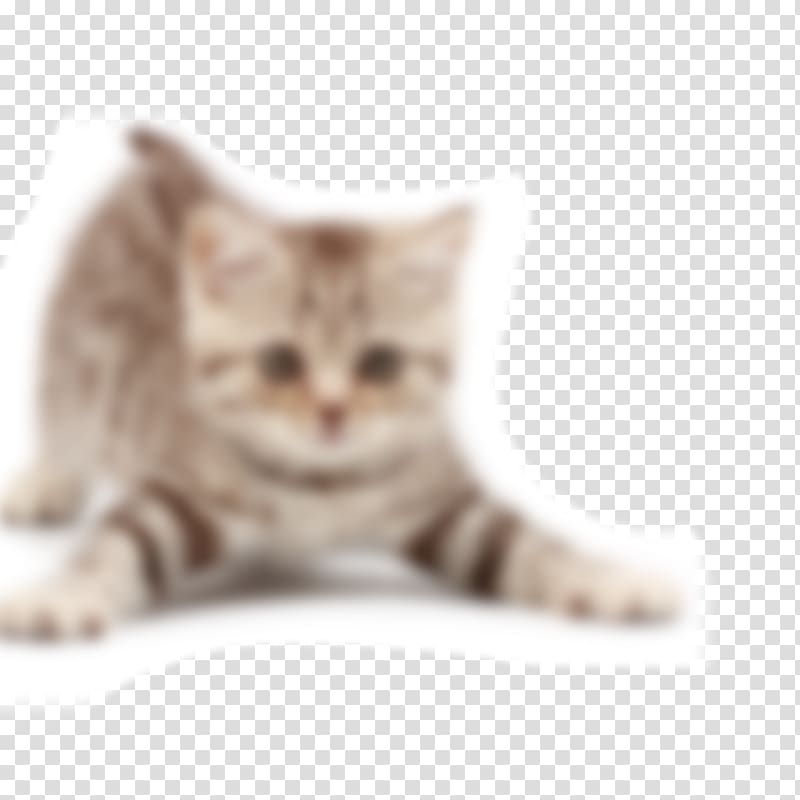 The Joy of Cats Kitten Dog Neutering, Cat transparent background PNG clipart