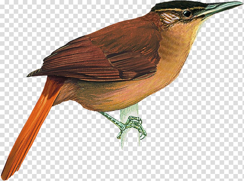 Alagoas Cryptic treehunter Atlantic Forest Cerrado Cichlocolaptes, Bird transparent background PNG clipart