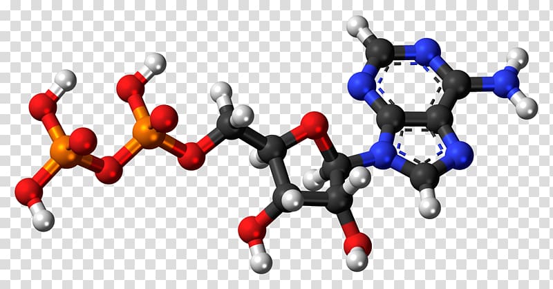 Adenosine triphosphate Adenosine diphosphate Adenosine monophosphate Pyrophosphate, mockups transparent background PNG clipart