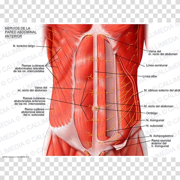 Abdominal wall Abdomen Abdominal external oblique muscle Subcostalis muscle Rectus abdominis muscle, others transparent background PNG clipart