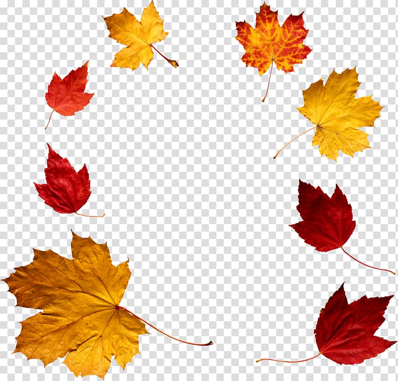 yellow and red flowers, Autumn Leaves Circle transparent background PNG clipart