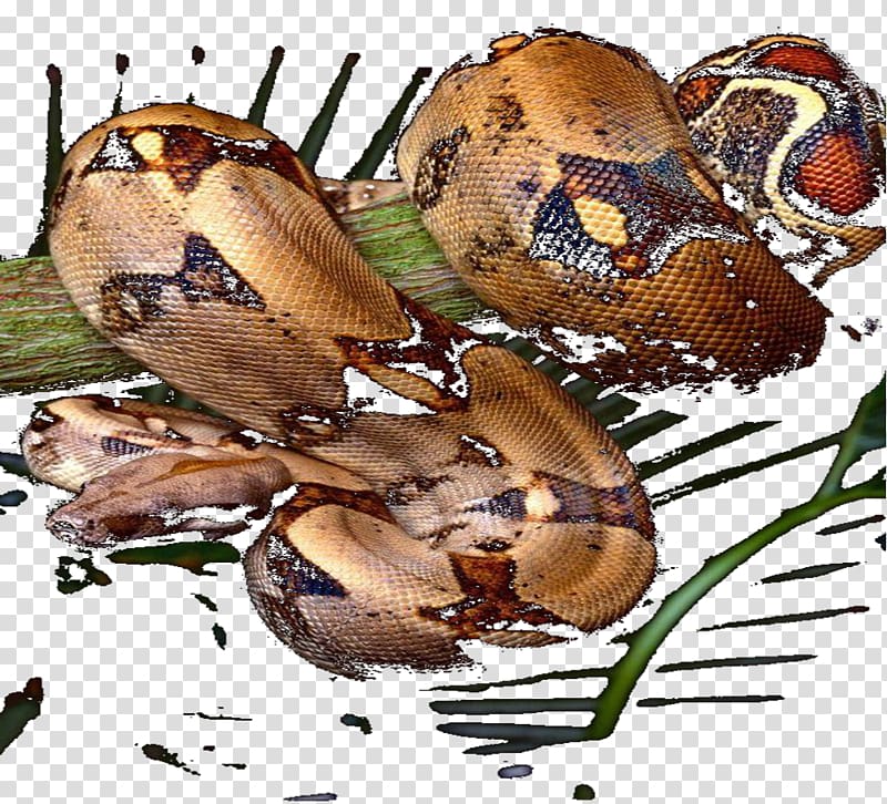 Rat snake Garter snake Western green mamba Acrochordus granulatus, snake transparent background PNG clipart
