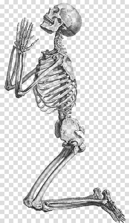 skeleton illustration, Prayer Human skeleton Anatomy , Skeleton, Skull And transparent background PNG clipart