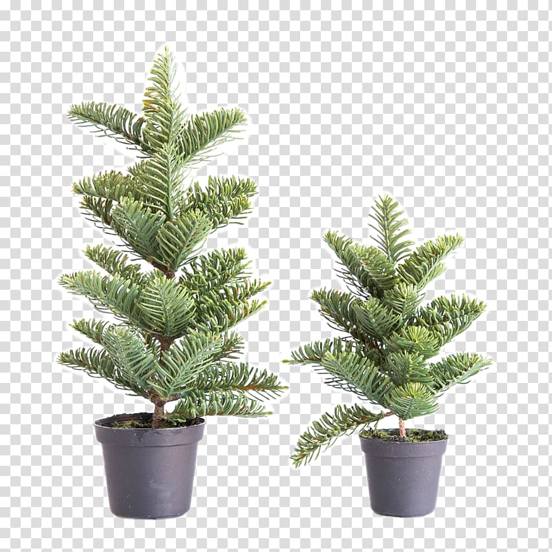 Spruce English Yew Fir Pine Evergreen, christmas tree transparent background PNG clipart