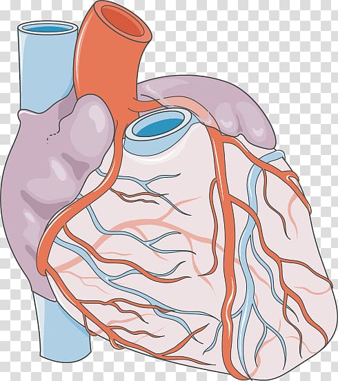 Heart Coronary artery disease Chest pain Coronary arteries Servier Medical, heart transparent background PNG clipart
