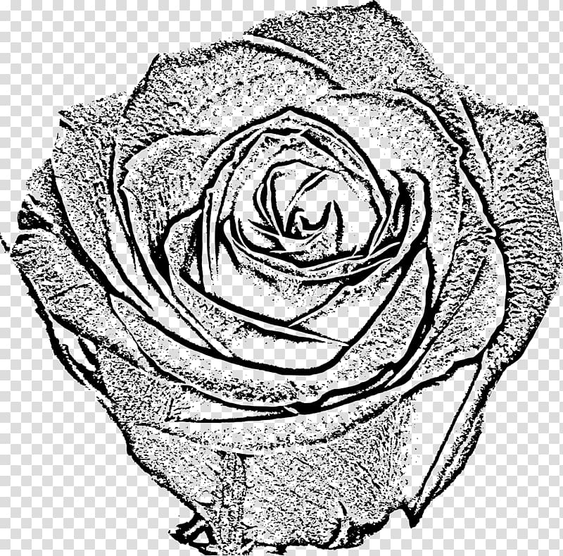 Garden roses Black and white Drawing Sketch, rose transparent background PNG clipart