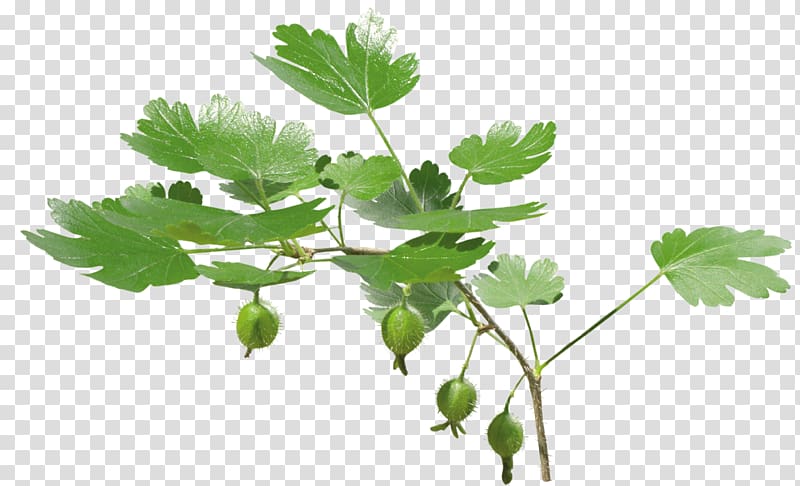 Leaf Parsley Twig, leafs transparent background PNG clipart