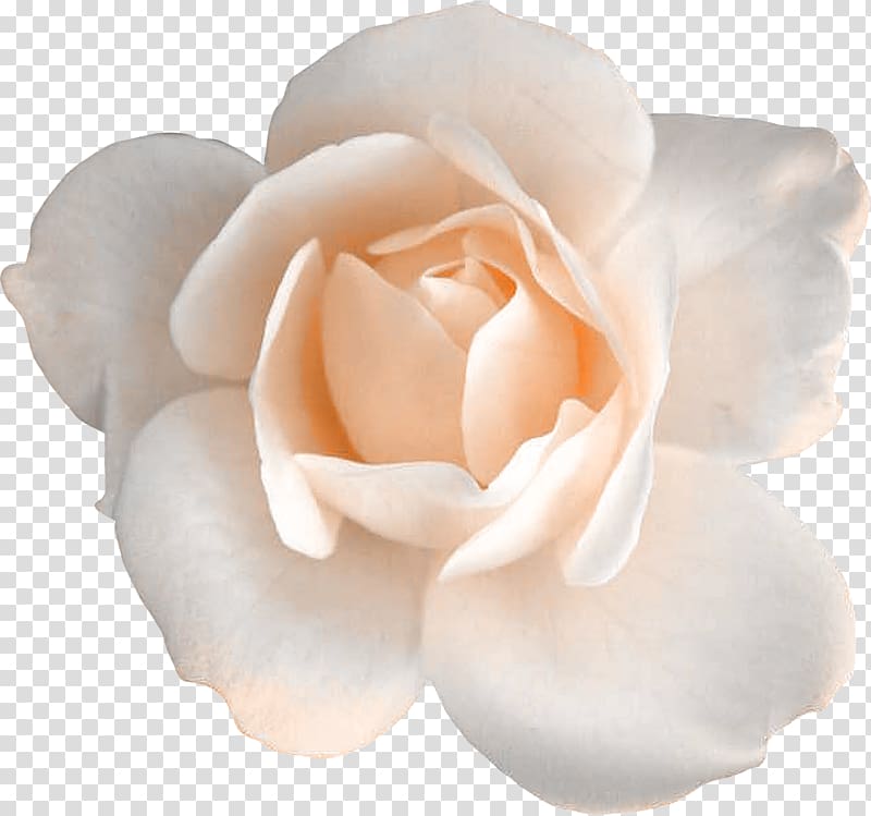 Garden roses Centifolia roses Flower Floribunda, white rose transparent background PNG clipart