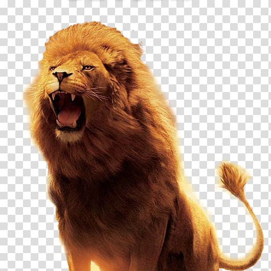 lion illustration, Lion of Judah Hinduism Symbol Kingdom of Judah, Leon transparent background PNG clipart