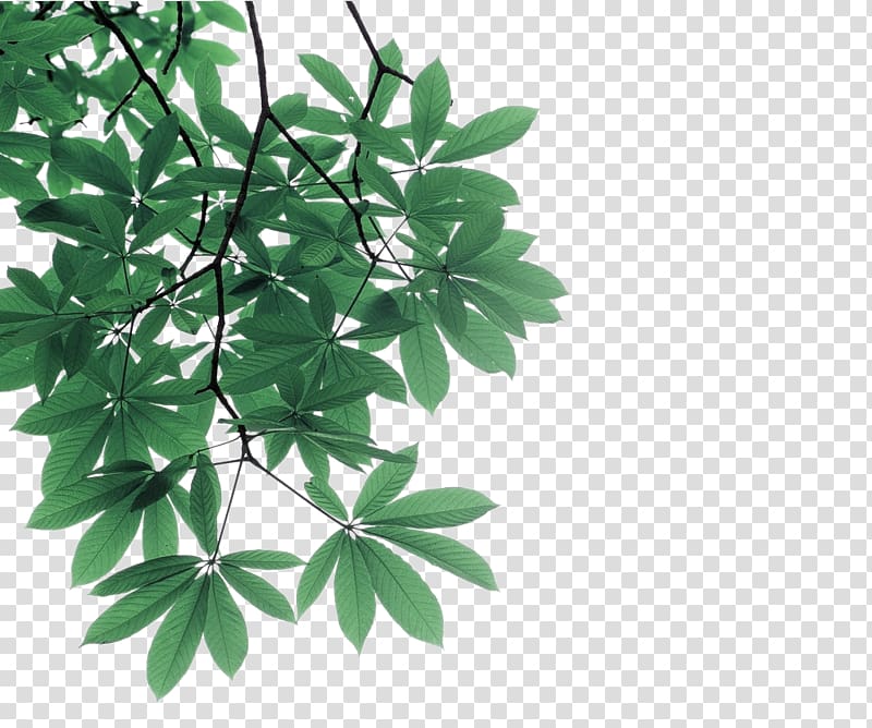 green leaf plant , Leaf Branch Tree, Green leaves tree branches decorative pattern transparent background PNG clipart