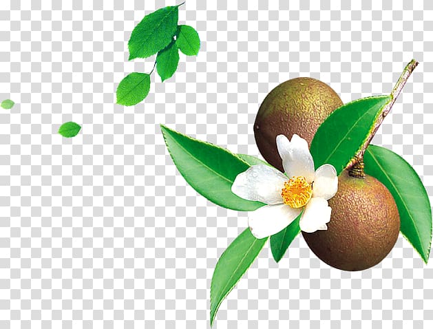 Tea seed oil Mount Abura Camellia sinensis Camellia oleifera, tea oil,tea tree transparent background PNG clipart