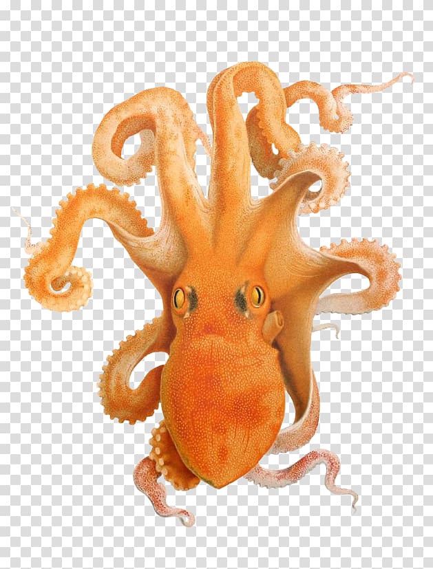 Gulf of Naples Octopus Cephalopod , octapus transparent background PNG clipart