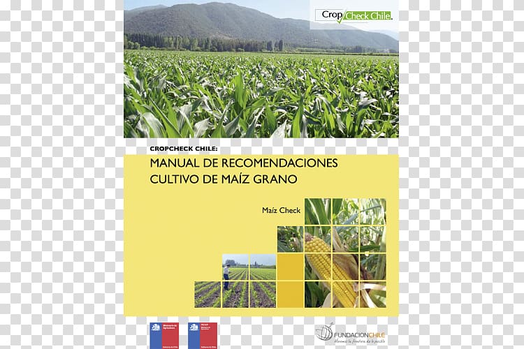 Crop Maize Agronomy Farm Wheat, wheat transparent background PNG clipart