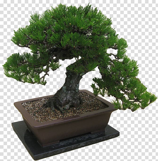 Pinus thunbergii Beautiful Bonsai Ficus retusa Tree, tree transparent background PNG clipart