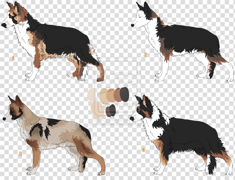 Dog breed Border Collie Rough Collie Tail, sheperd transparent background PNG clipart