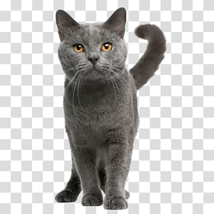 Chartreux Cat Transparent Background Png Cliparts Free Download