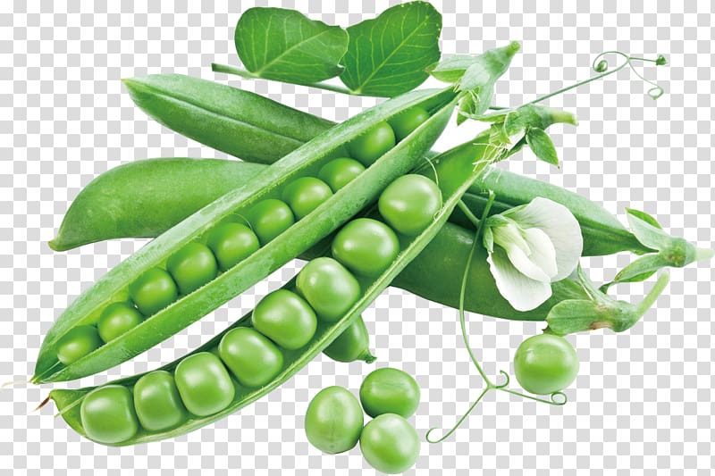 string beans , Snow pea Vegetable Snap pea Sweet pea Food, pea transparent background PNG clipart
