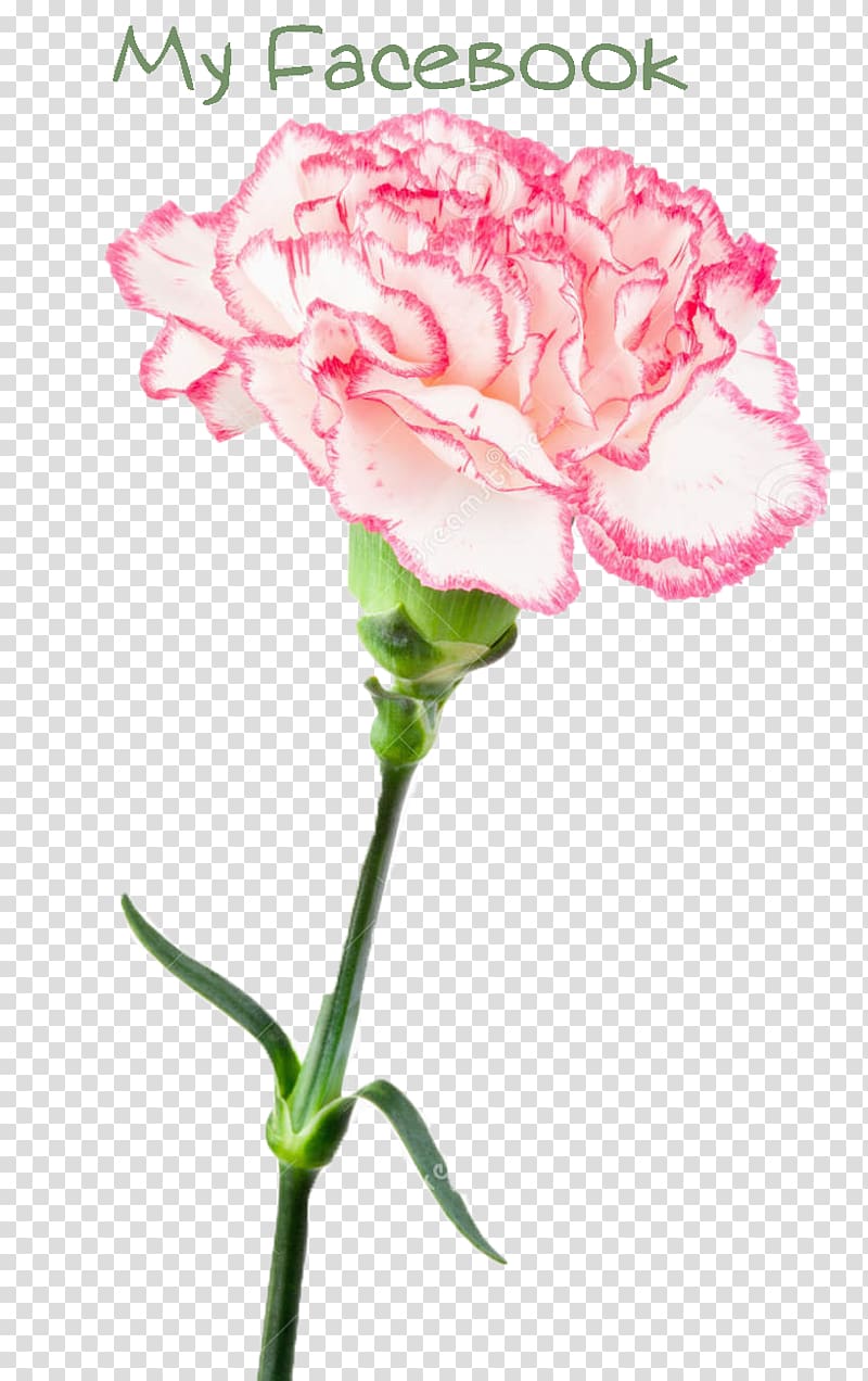 Garden roses Carnation Pink Cut flowers, white carnation transparent background PNG clipart
