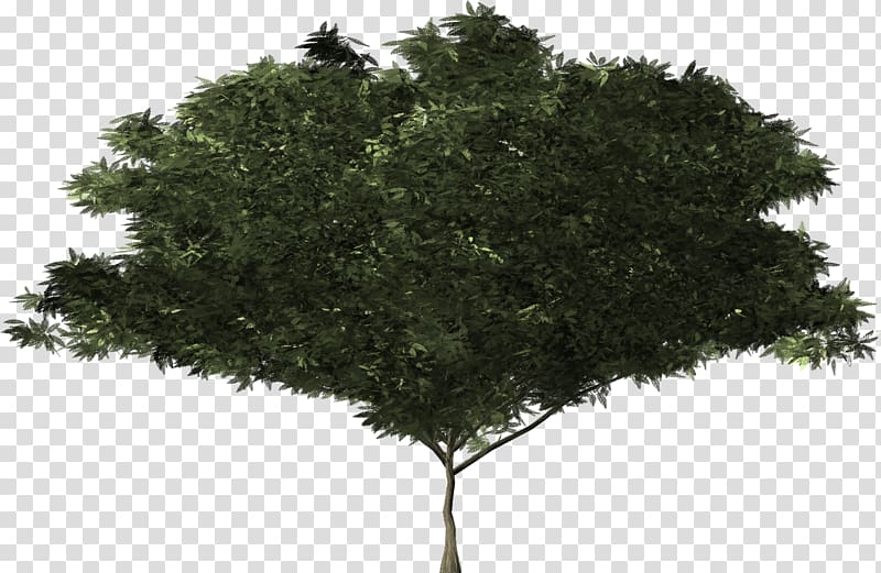 Shrub Tree Botany Evergreen Branch, tree transparent background PNG clipart