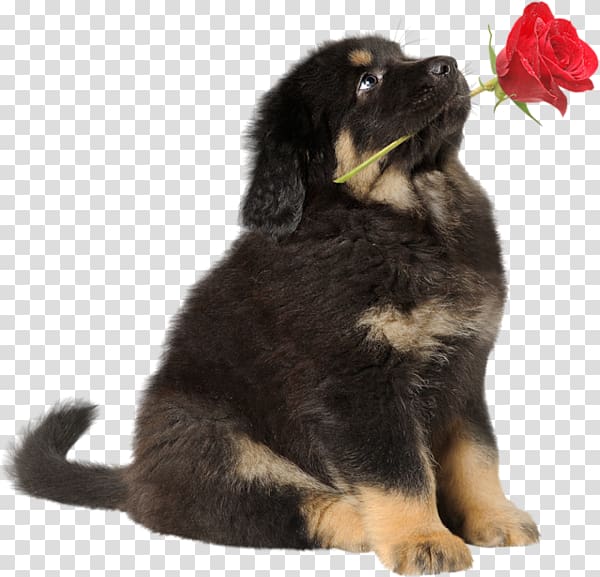 Puppy Tibetan Mastiff English Mastiff German Shepherd Bernese Mountain Dog, puppy transparent background PNG clipart