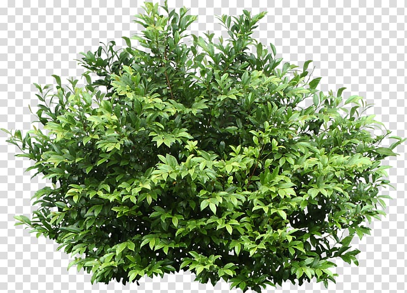 Shrub Tree Common hazel , best transparent background PNG clipart