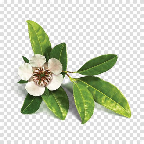 white and green petaled flower illustration, Organic food Tea tree oil Essential oil Copaiba, tea leaves transparent background PNG clipart