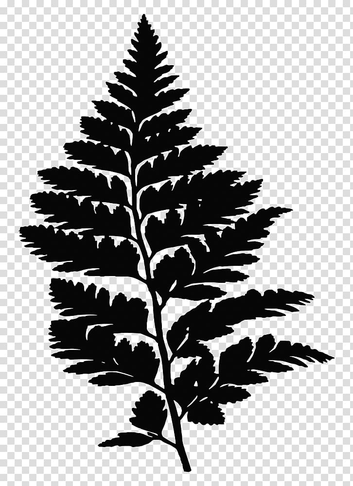 Fern Drawing Silhouette, Silhouette transparent background PNG clipart