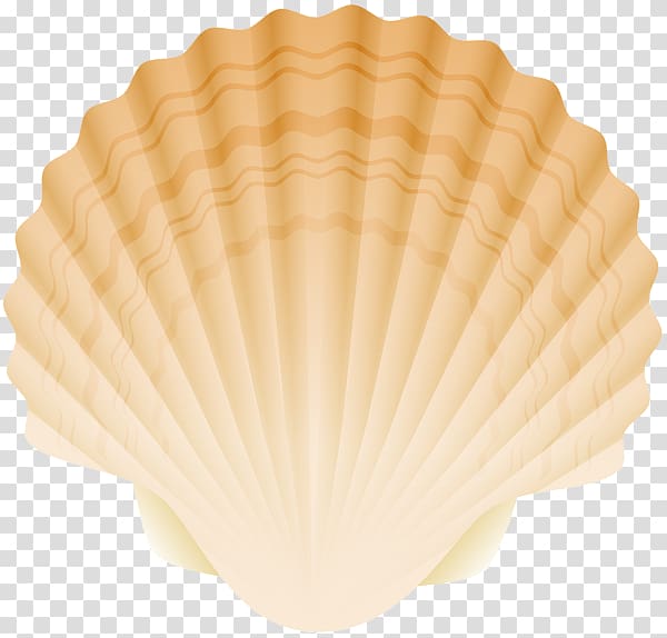 Cockle Conchology Fan, seashell cartoon transparent background PNG clipart