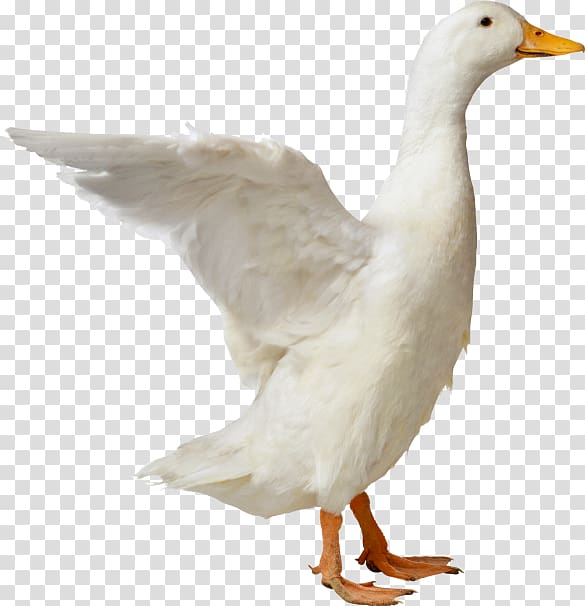 American Pekin Duck , duck transparent background PNG clipart