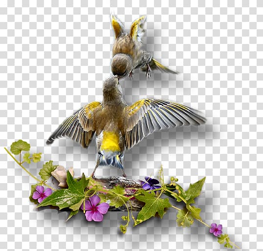 Bird Beak PSP, Oiseaux transparent background PNG clipart
