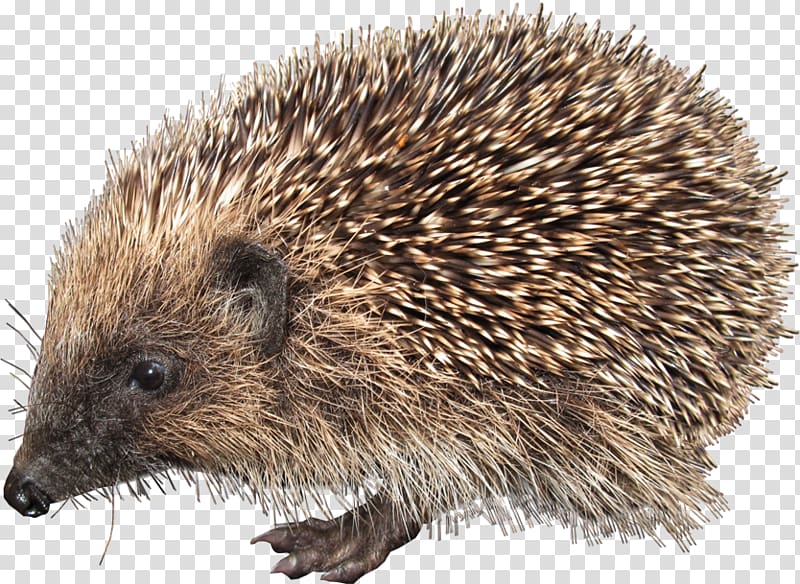 European Hedgehog , Hedgehog transparent background PNG clipart