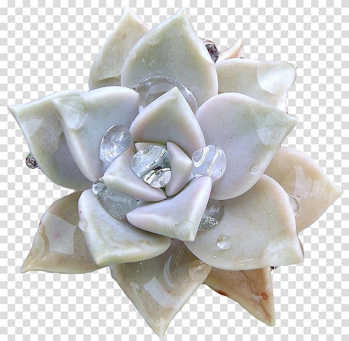 Graptopetalum paraguayense Echeveria Graptopetalum bellum Succulent plant Flower, succulent transparent background PNG clipart