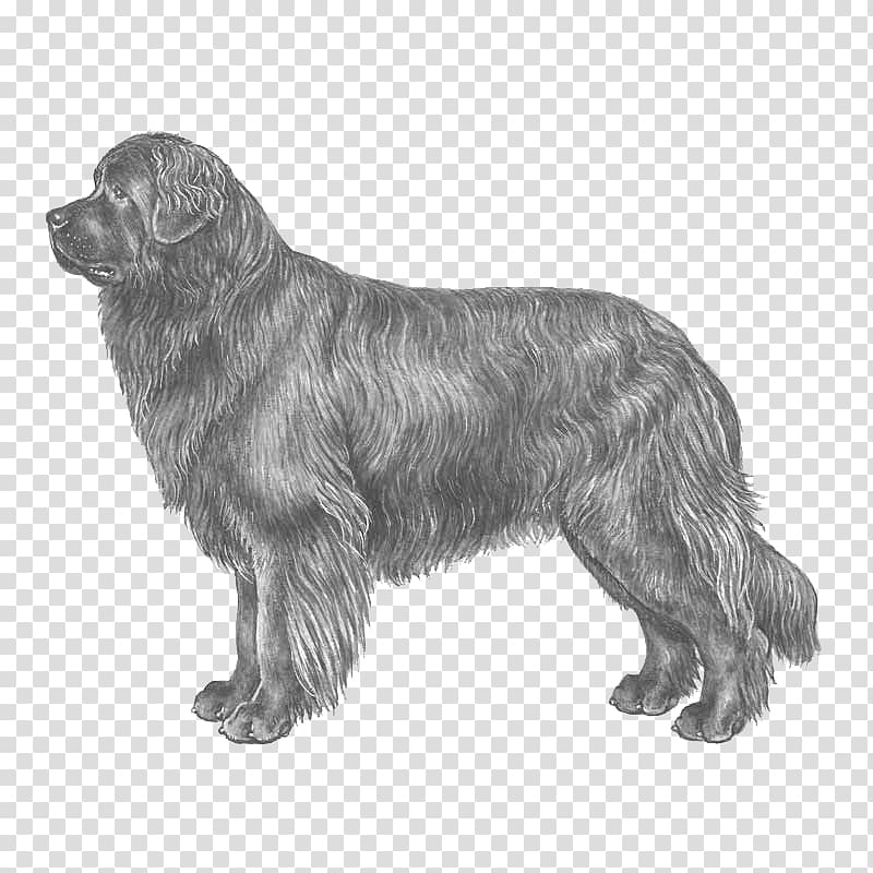 Newfoundland dog Dog breed Standard Schnauzer German Pinscher Rare breed (dog), others transparent background PNG clipart
