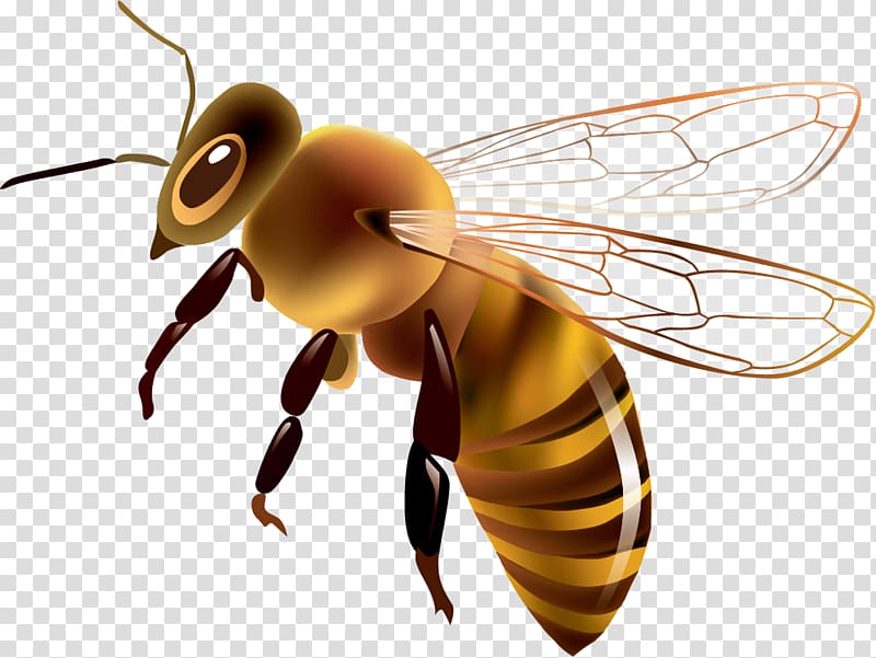 honeybee , Western honey bee Euclidean Drawing , Painted yellow bee transparent background PNG clipart