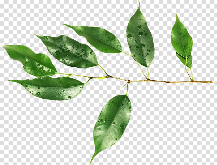 Leaf Raster graphics Plant stem , Leaf transparent background PNG clipart