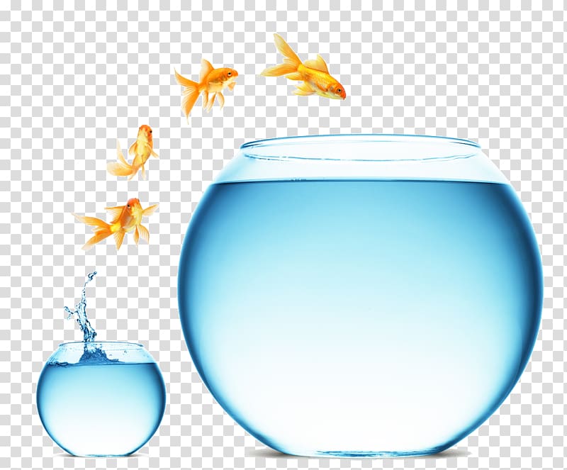 gold fish , Change management Digital marketing Business Service, Fish goldfish transparent background PNG clipart