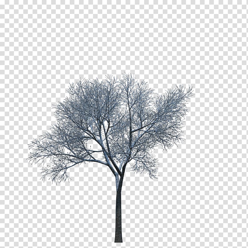 Plant Tree 3D computer graphics, tree transparent background PNG clipart