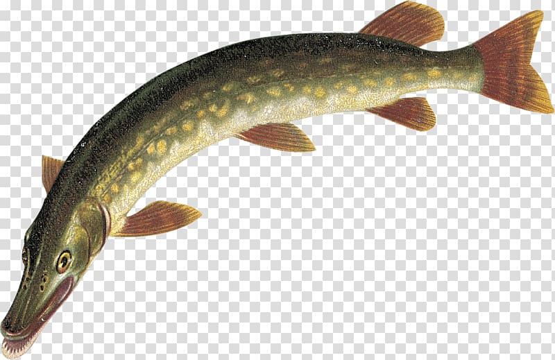 Northern pike Fish, Fishing Rod transparent background PNG clipart