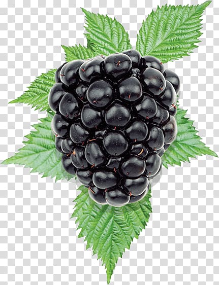 Blackberry transparent background PNG clipart