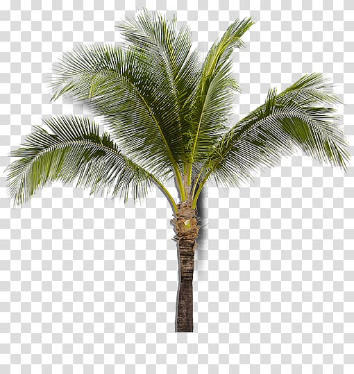 Asian palmyra palm Coconut Babassu Sabal Palm Arecaceae, coconut transparent background PNG clipart