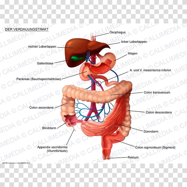 Human digestive system Digestion Gastrointestinal tract Organ system Excretory system, Abdomen transparent background PNG clipart