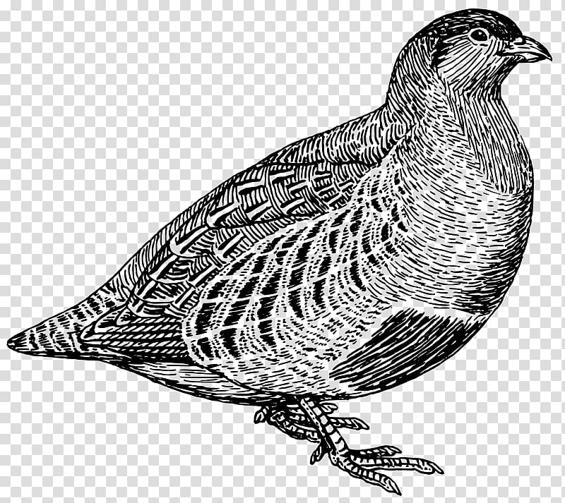 Quail Partridge Bird , Bird transparent background PNG clipart