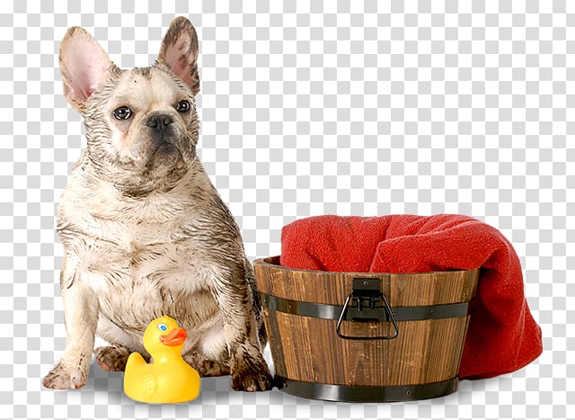 Dog breed French Bulldog Dachshund Puppy, we are waiting for you transparent background PNG clipart