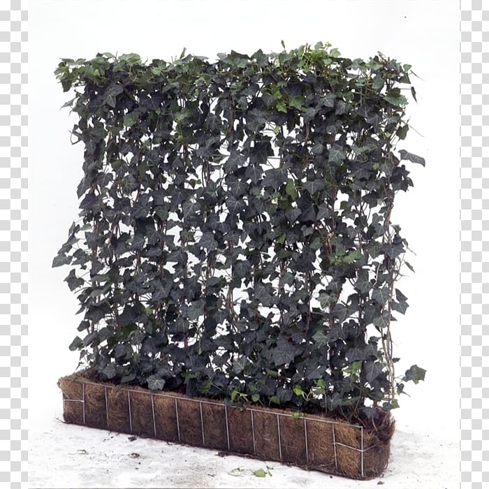 Common ivy Hedge Green wall Vine Garden, tree transparent background PNG clipart