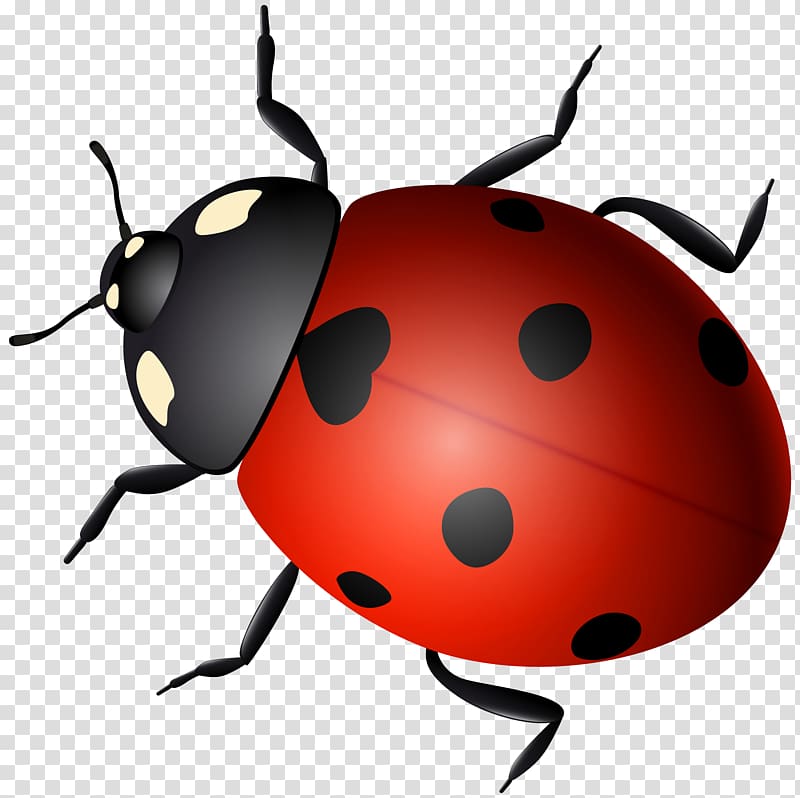 Ladybird Beetle The Ladybug PNG, Clipart, Animals, Arthropod, Beetle, Clip,  Drawing Free PNG Download