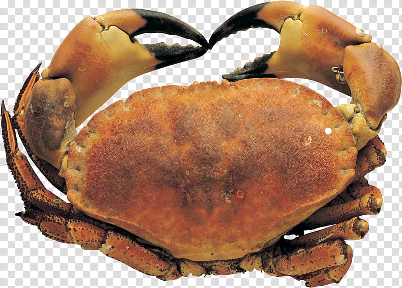 Dungeness crab Freshwater crab Chesapeake blue crab King crab, crab transparent background PNG clipart