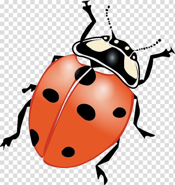 Drawing Ladybird beetle , ladybug transparent background PNG clipart