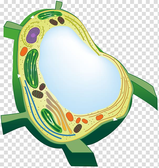 Flowering plant Vacuole Plant cell Organelle, plant transparent background PNG clipart