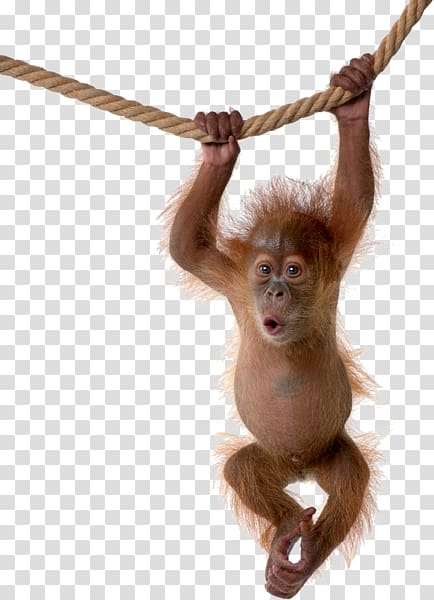 Chimpanzee Sumatran orangutan Sumatran orangutan Monkey, Orang Utan transparent background PNG clipart